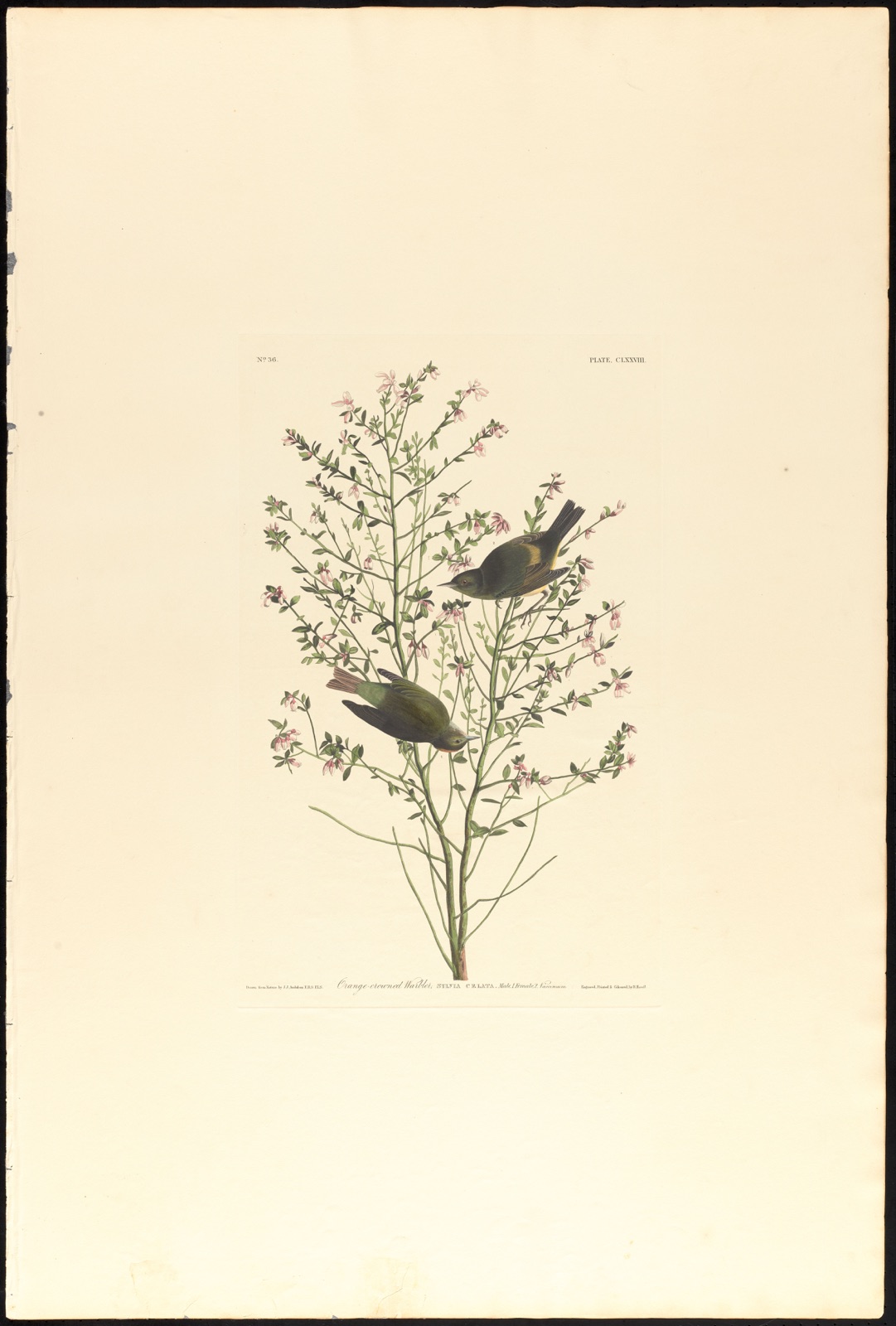 Orange-crowned warbler — Audubon, John James, 1785-1851 (Artist); Havell, Robert, 1793-1878 (Engraver)