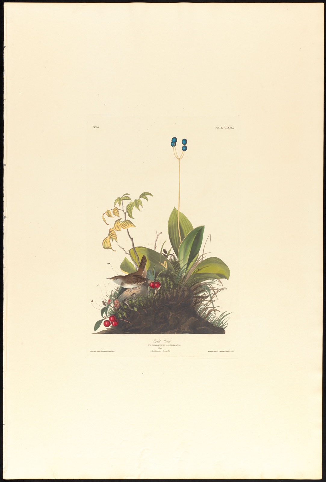 Wood wren — Audubon, John James, 1785-1851 (Artist); Havell, Robert, 1793-1878 (Engraver)