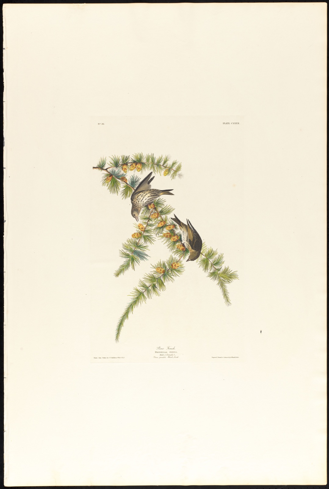 Pine finch — Audubon, John James, 1785-1851 (Artist); Havell, Robert, 1793-1878 (Engraver)