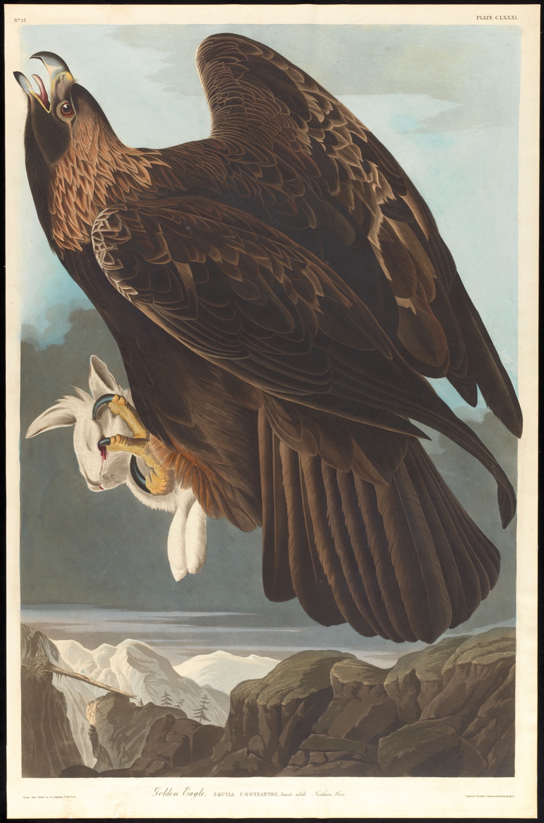 Golden eagle — Audubon, John James, 1785-1851 (Artist); Havell, Robert, 1793-1878 (Engraver)