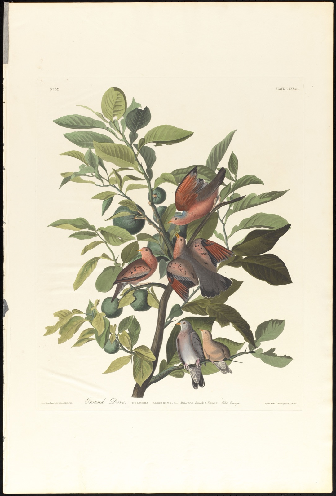 Ground dove — Audubon, John James, 1785-1851 (Artist); Havell, Robert, 1793-1878 (Engraver)
