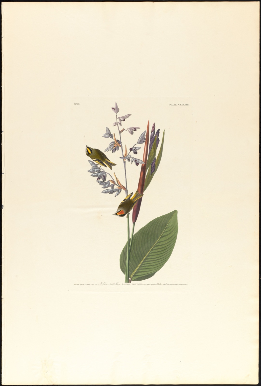 Golden crested-wren — Audubon, John James, 1785-1851 (Artist); Havell, Robert, 1793-1878 (Engraver)