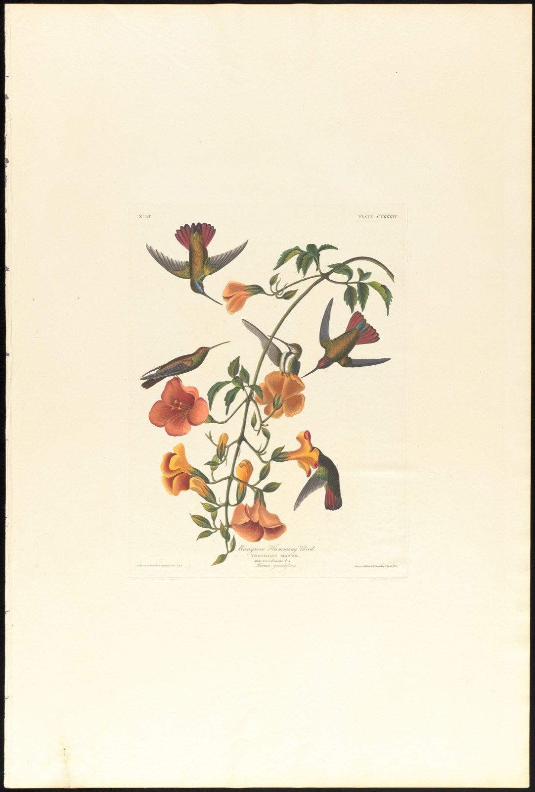 Mangrove humming bird — Audubon, John James, 1785-1851 (Artist); Havell, Robert, 1793-1878 (Engraver)