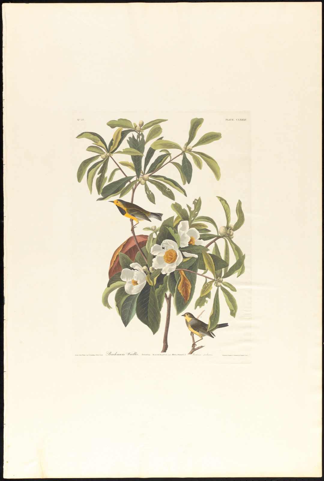 Bachman's warbler — Audubon, John James, 1785-1851 (Artist); Havell, Robert, 1793-1878 (Engraver)