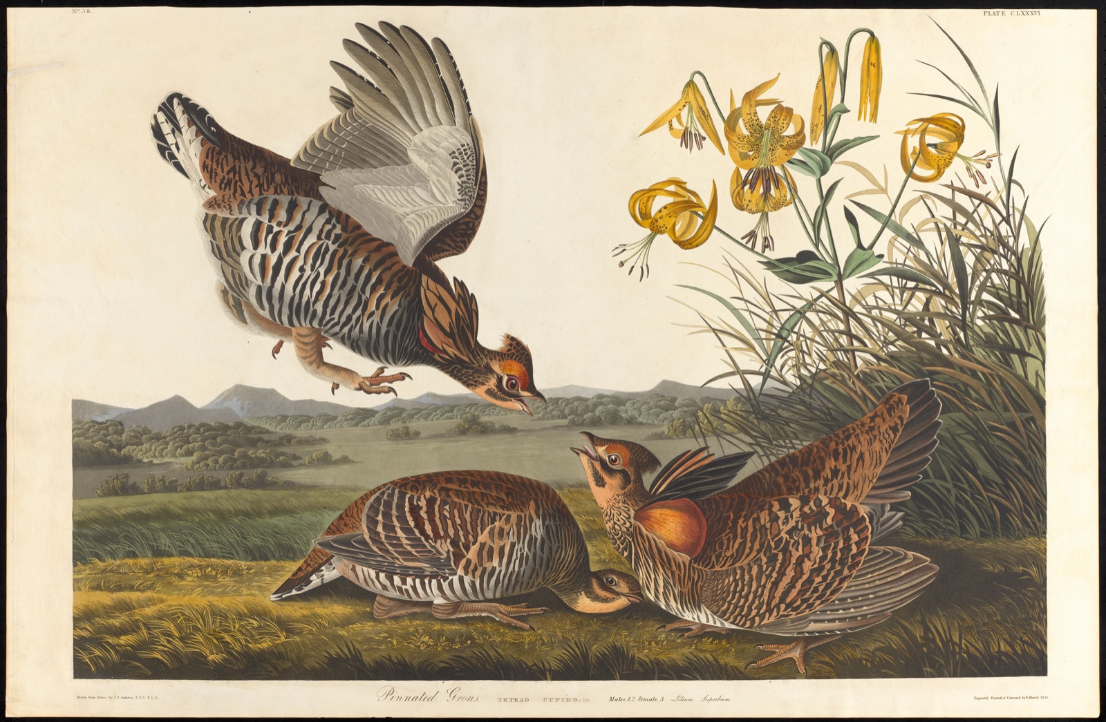 Pinnated grous — Audubon, John James, 1785-1851 (Artist); Havell, Robert, 1793-1878 (Engraver)