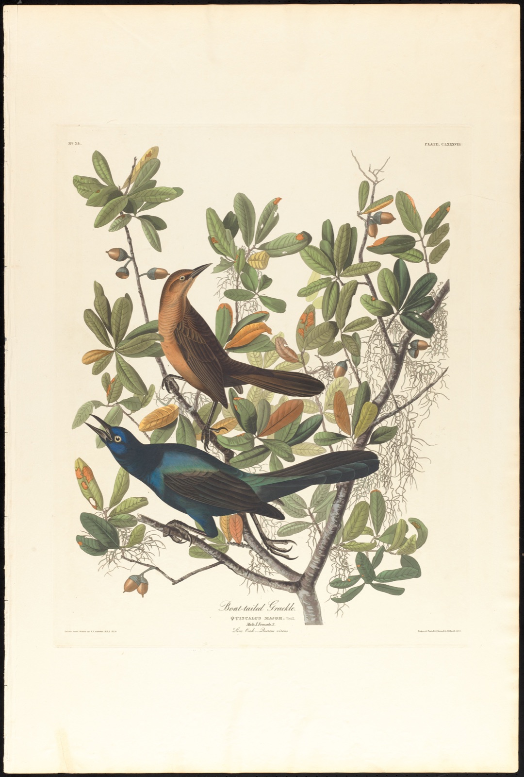 Boat-tailed grackle — Audubon, John James, 1785-1851 (Artist); Havell, Robert, 1793-1878 (Engraver)