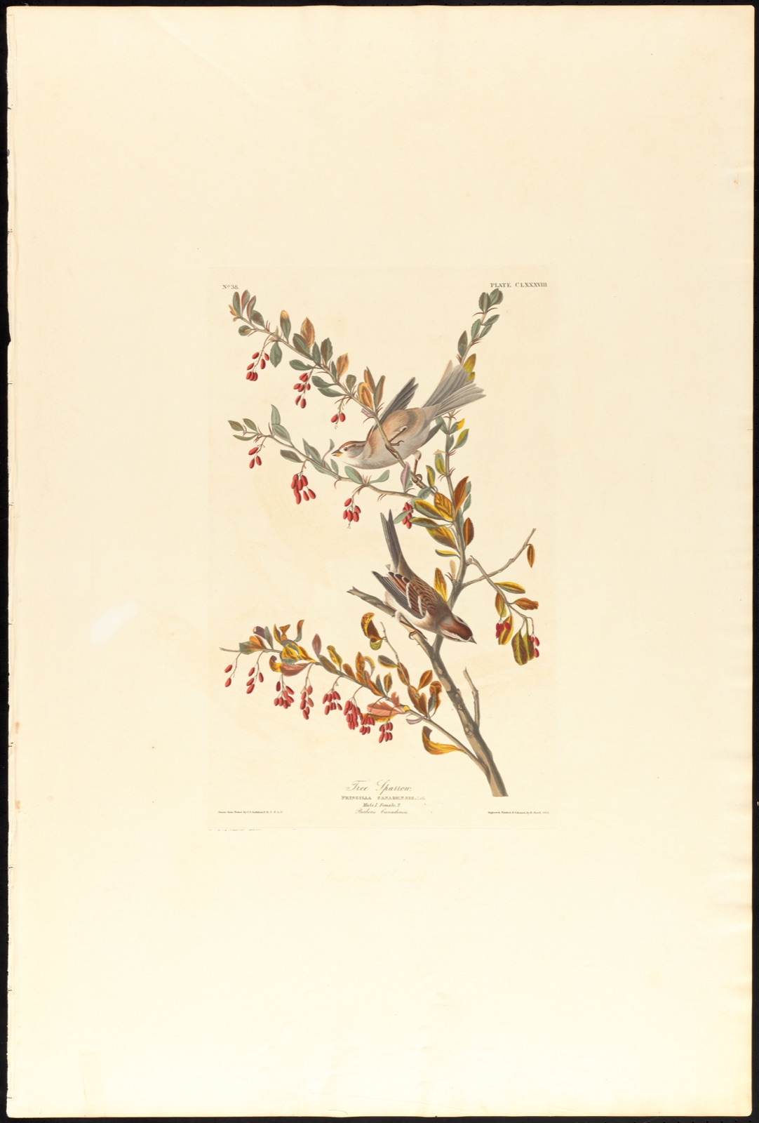 Tree sparrow — Audubon, John James, 1785-1851 (Artist); Havell, Robert, 1793-1878 (Engraver)