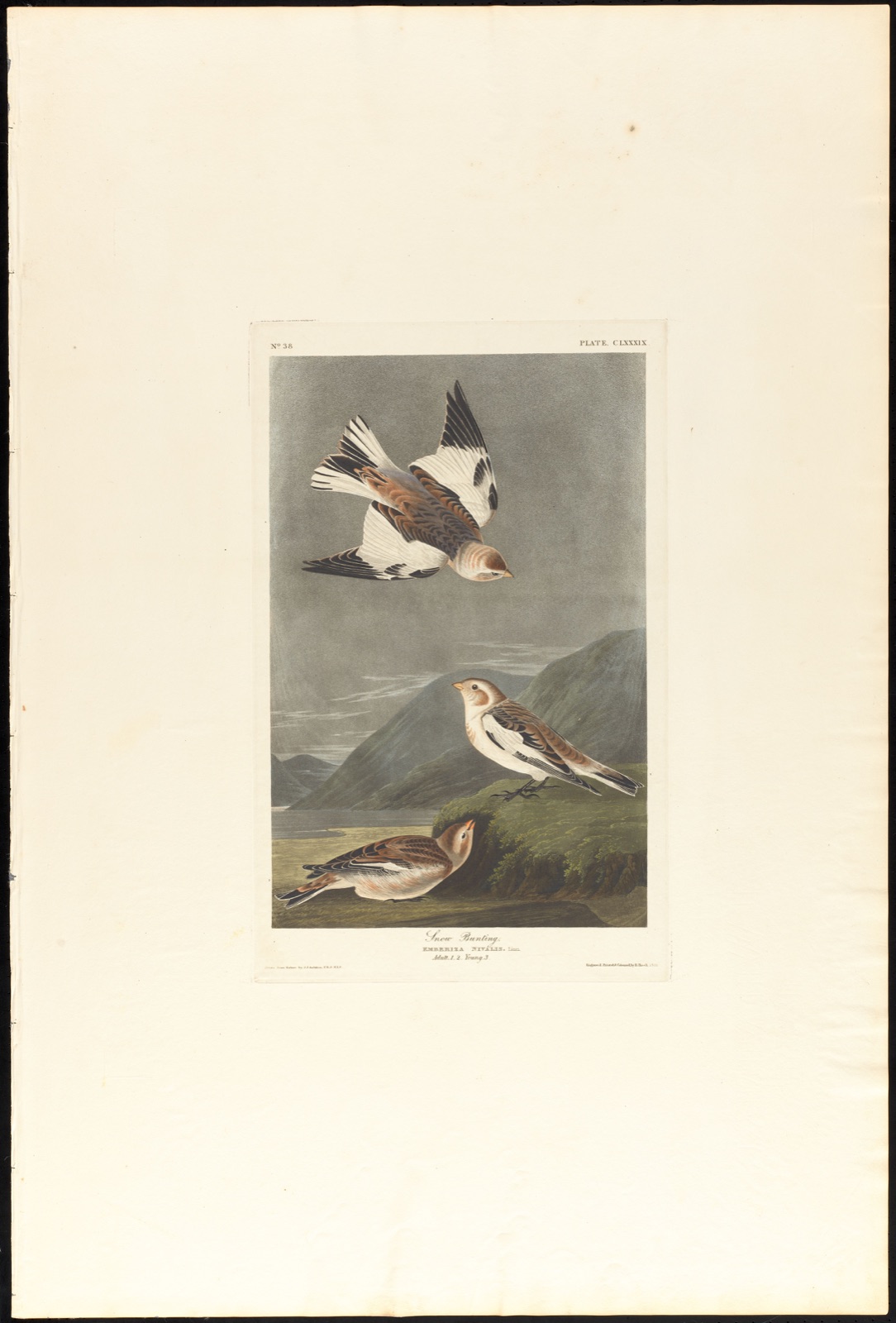 Snow bunting — Audubon, John James, 1785-1851 (Artist); Havell, Robert, 1793-1878 (Engraver)
