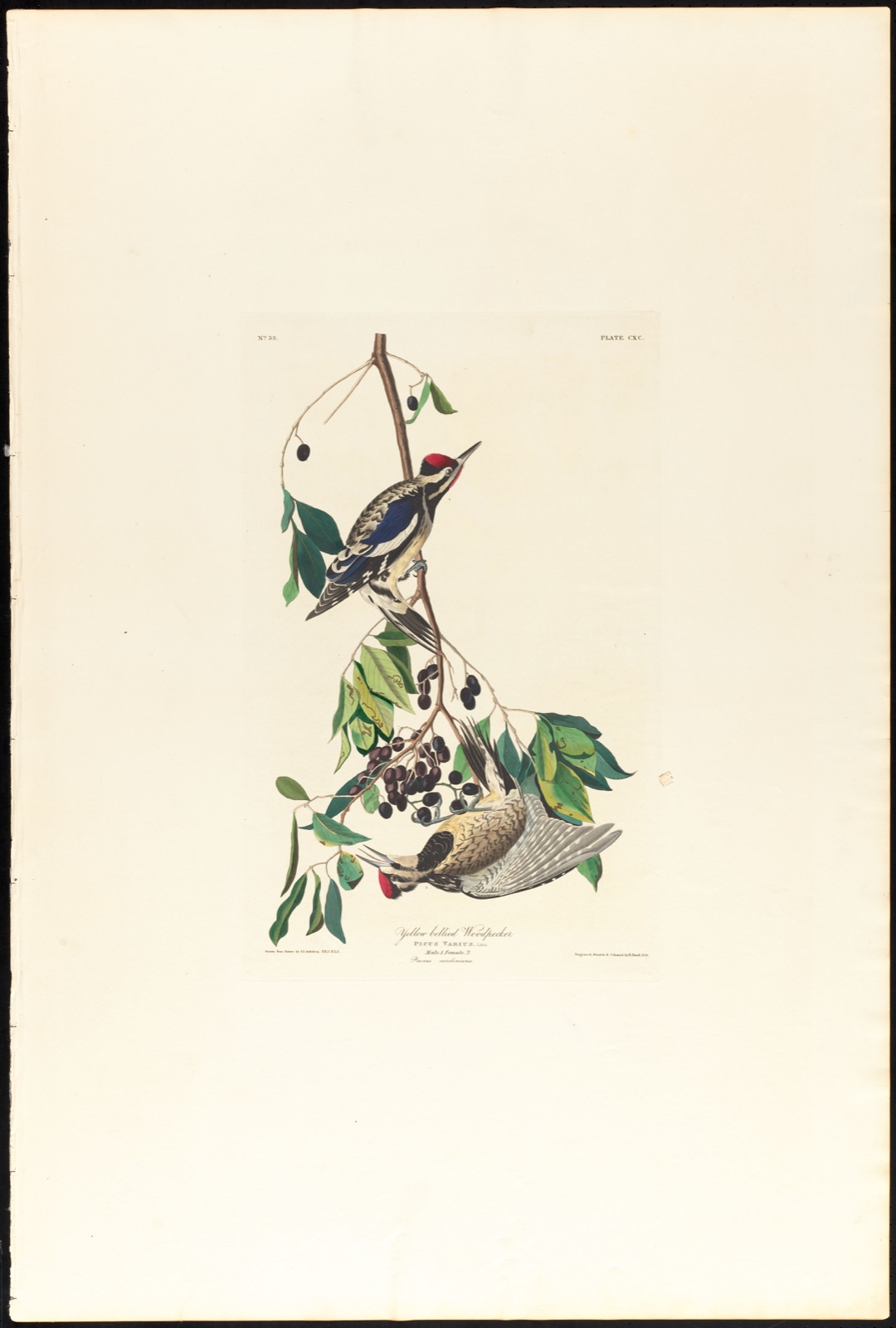 Yellow bellied woodpecker — Audubon, John James, 1785-1851 (Artist); Havell, Robert, 1793-1878 (Engraver)