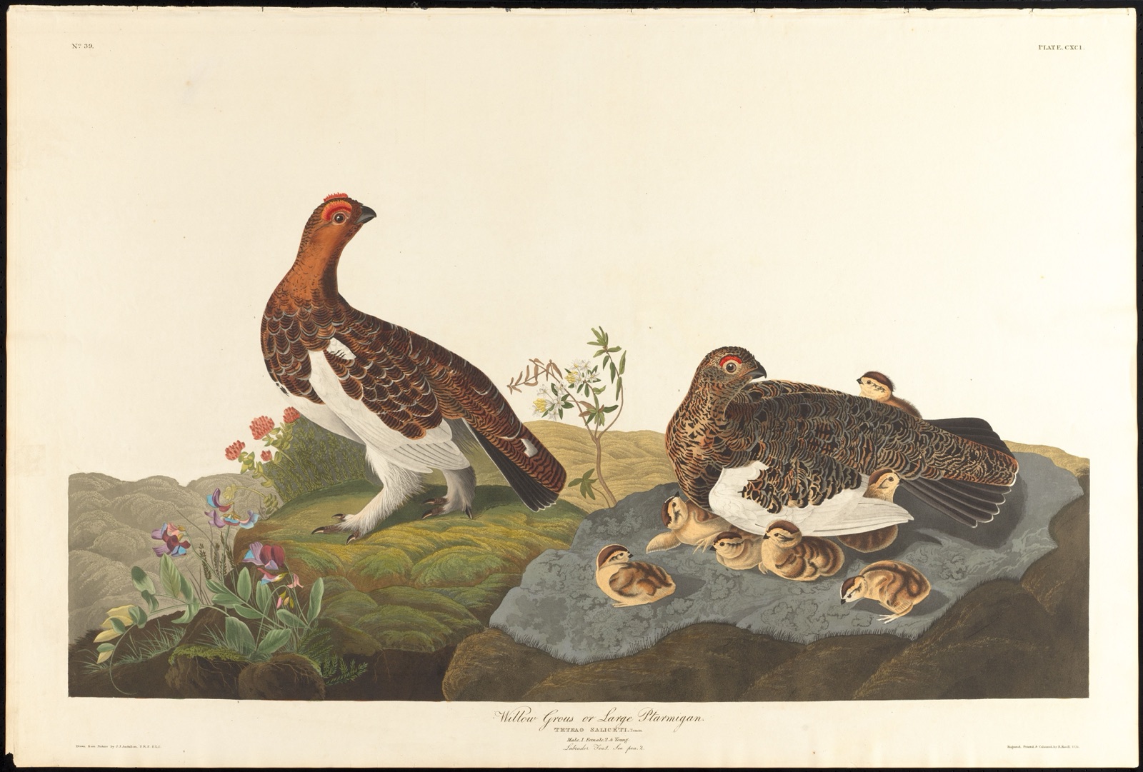 Willow grous or large ptarmigan — Audubon, John James, 1785-1851 (Artist); Havell, Robert, 1793-1878 (Engraver)