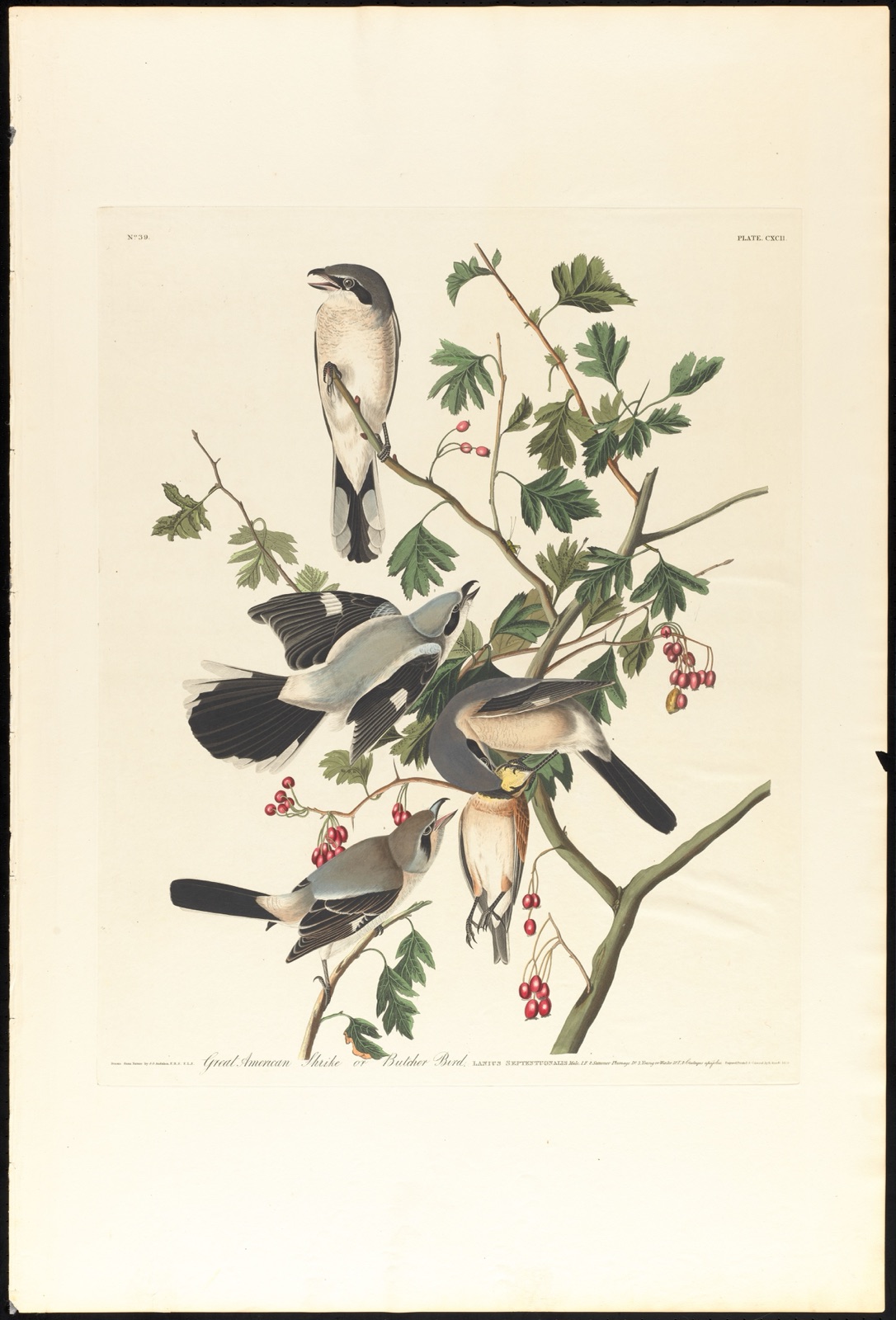 Great American shrike or butcher bird — Audubon, John James, 1785-1851 (Artist); Havell, Robert, 1793-1878 (Engraver)