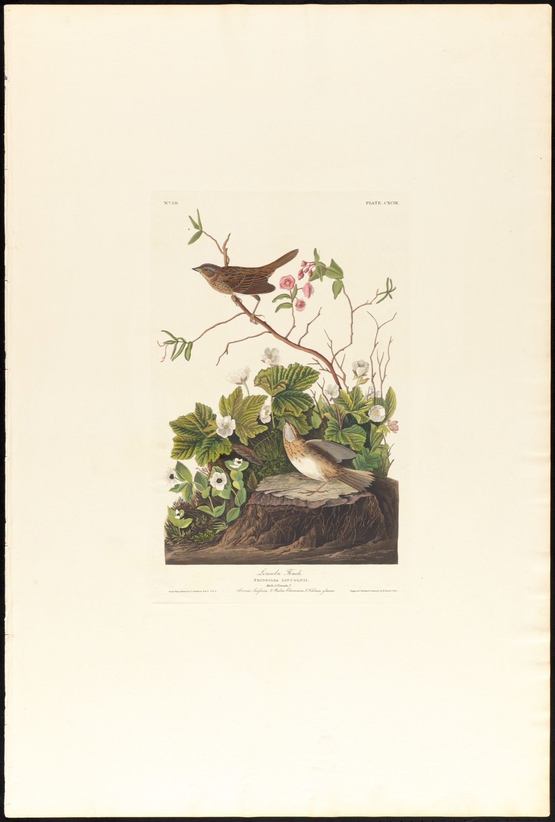 Lincoln finch — Audubon, John James, 1785-1851 (Artist); Havell, Robert, 1793-1878 (Engraver)