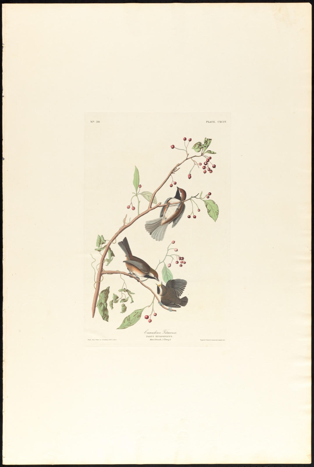 Canadian titmouse — Audubon, John James, 1785-1851 (Artist); Havell, Robert, 1793-1878 (Engraver)