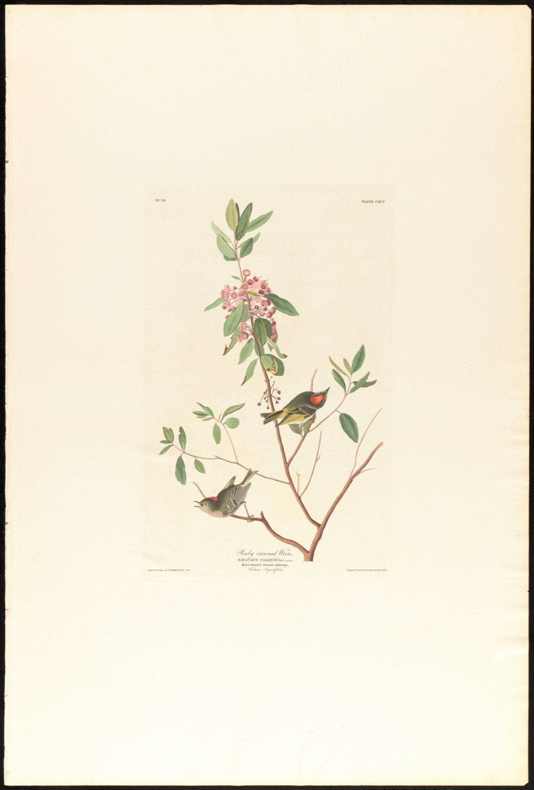 Ruby crowned wren — Audubon, John James, 1785-1851 (Artist); Havell, Robert, 1793-1878 (Engraver)