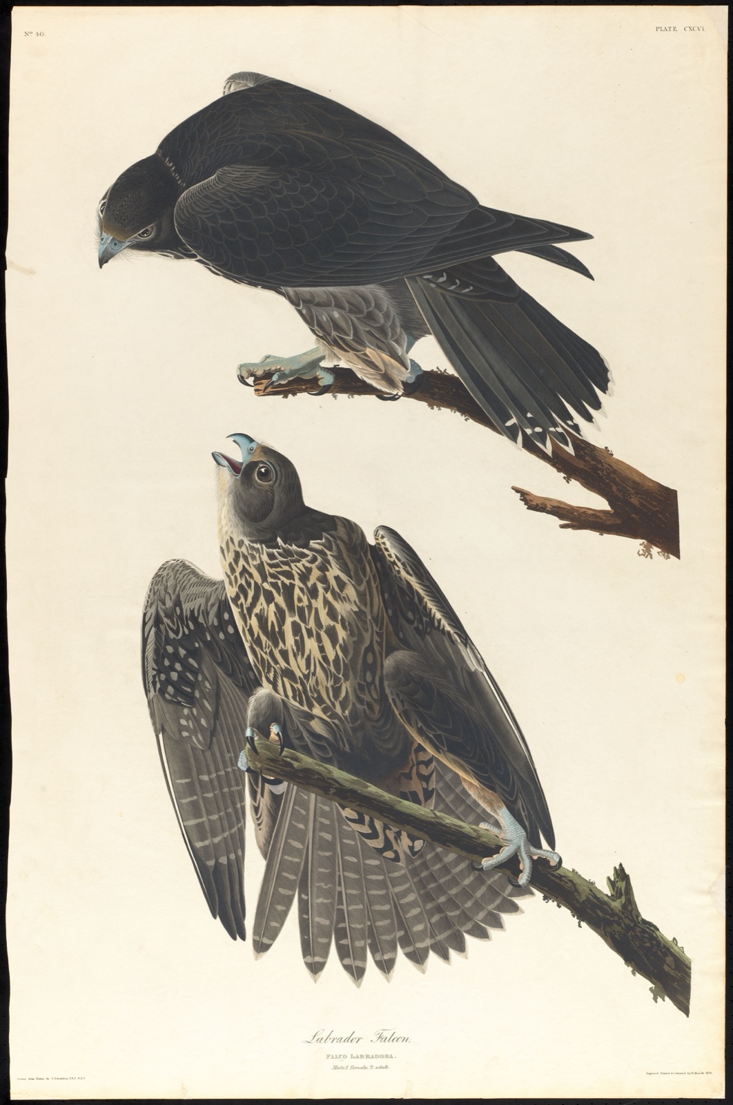 Labrador falcon — Audubon, John James, 1785-1851 (Artist); Havell, Robert, 1793-1878 (Engraver)