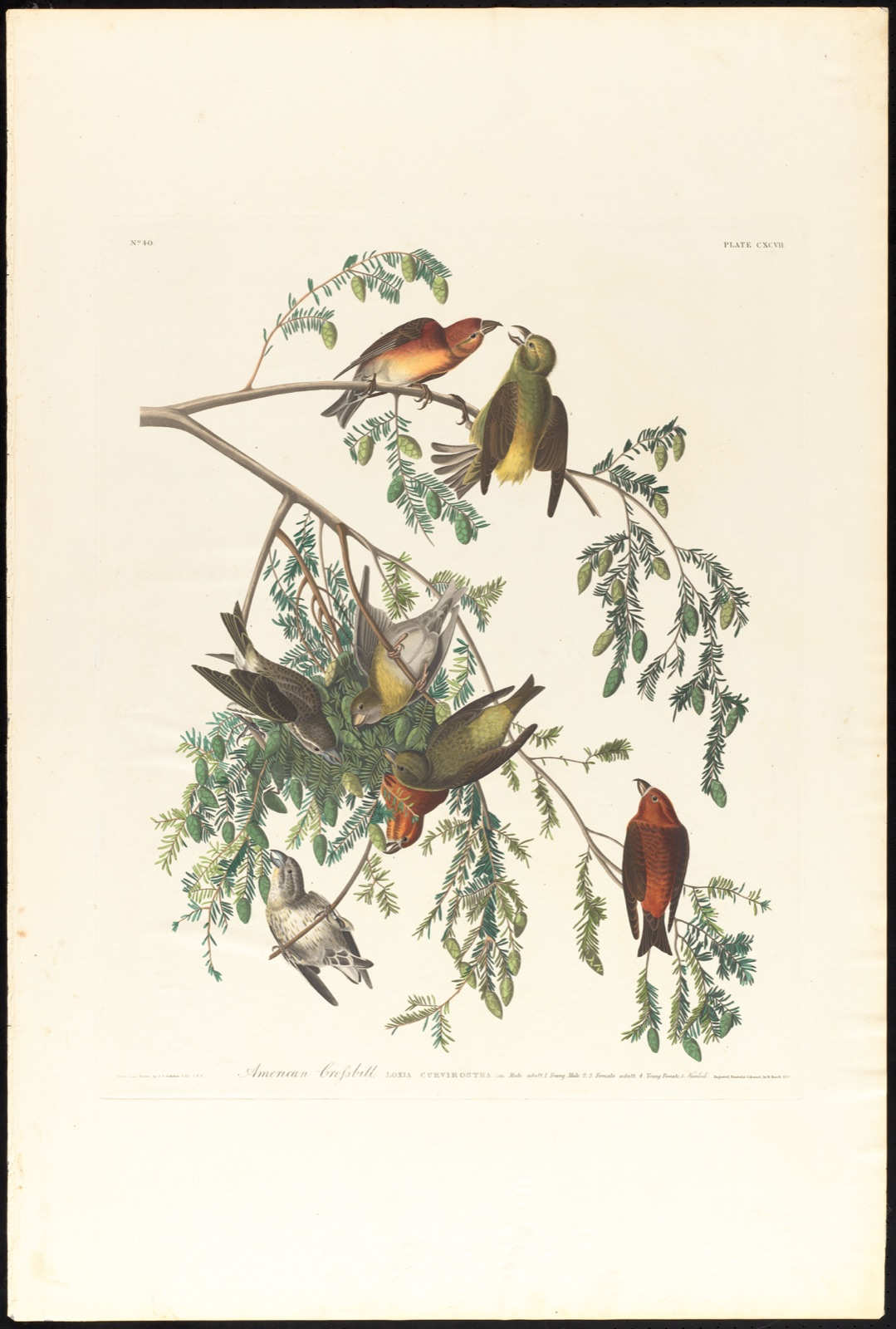 American crossbill — Audubon, John James, 1785-1851 (Artist); Havell, Robert, 1793-1878 (Engraver)
