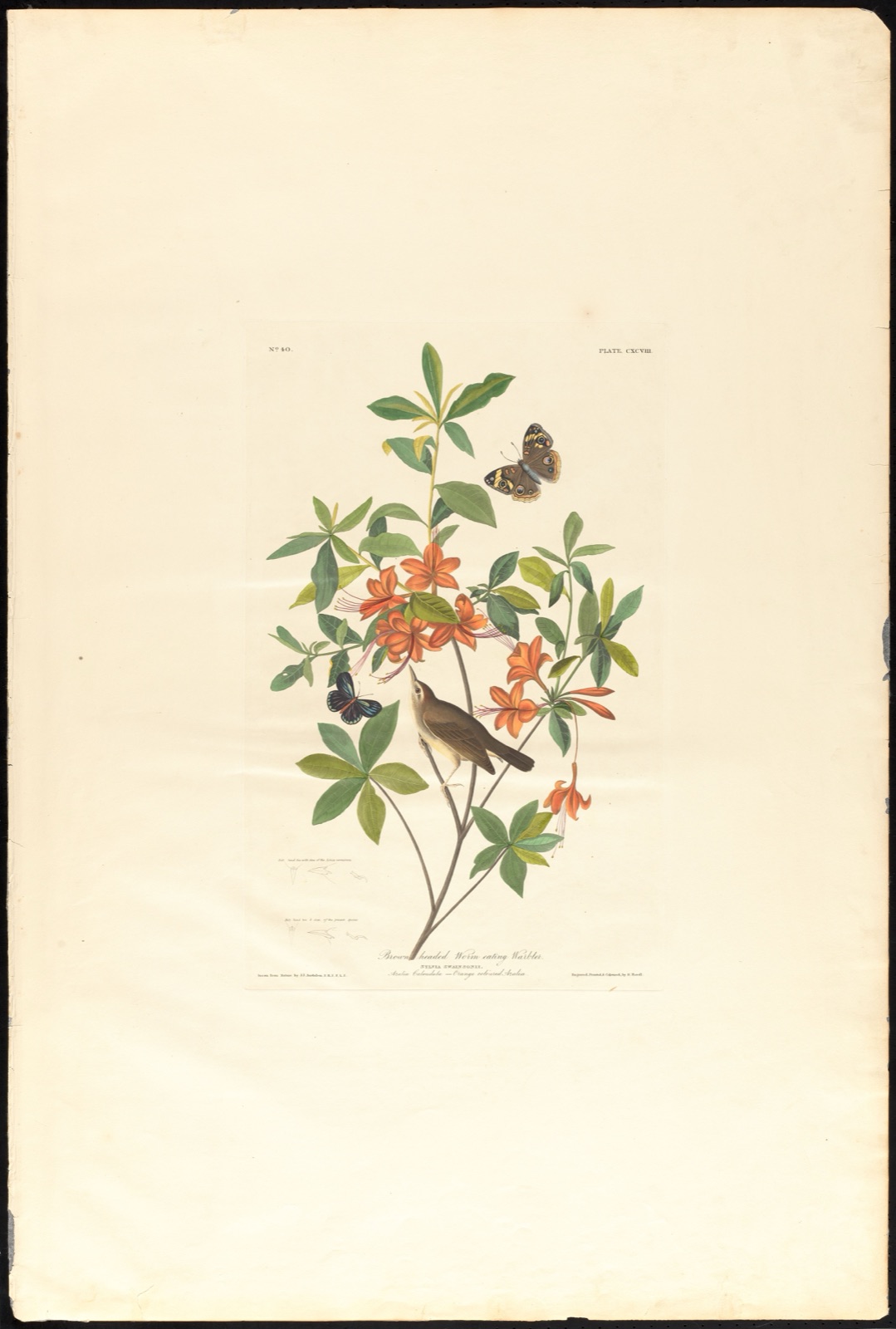 Brown headed worm eating warbler — Audubon, John James, 1785-1851 (Artist); Havell, Robert, 1793-1878 (Engraver)