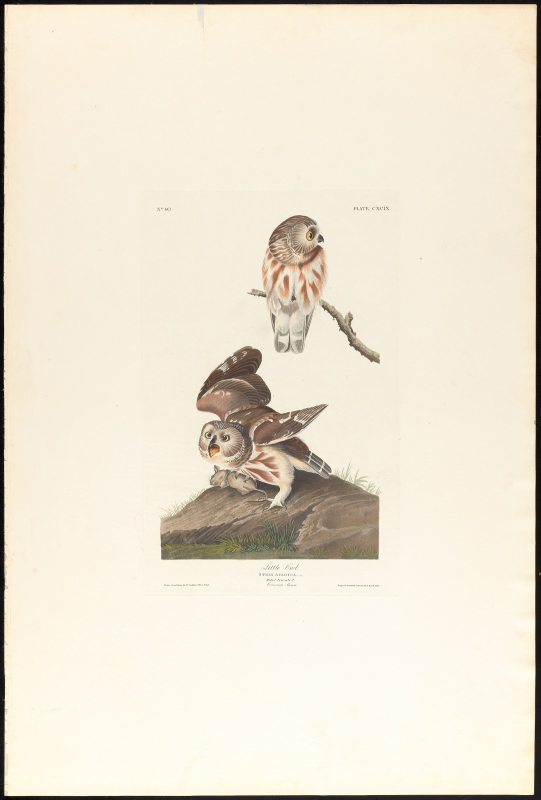 Little owl — Audubon, John James, 1785-1851 (Artist); Havell, Robert, 1793-1878 (Engraver)