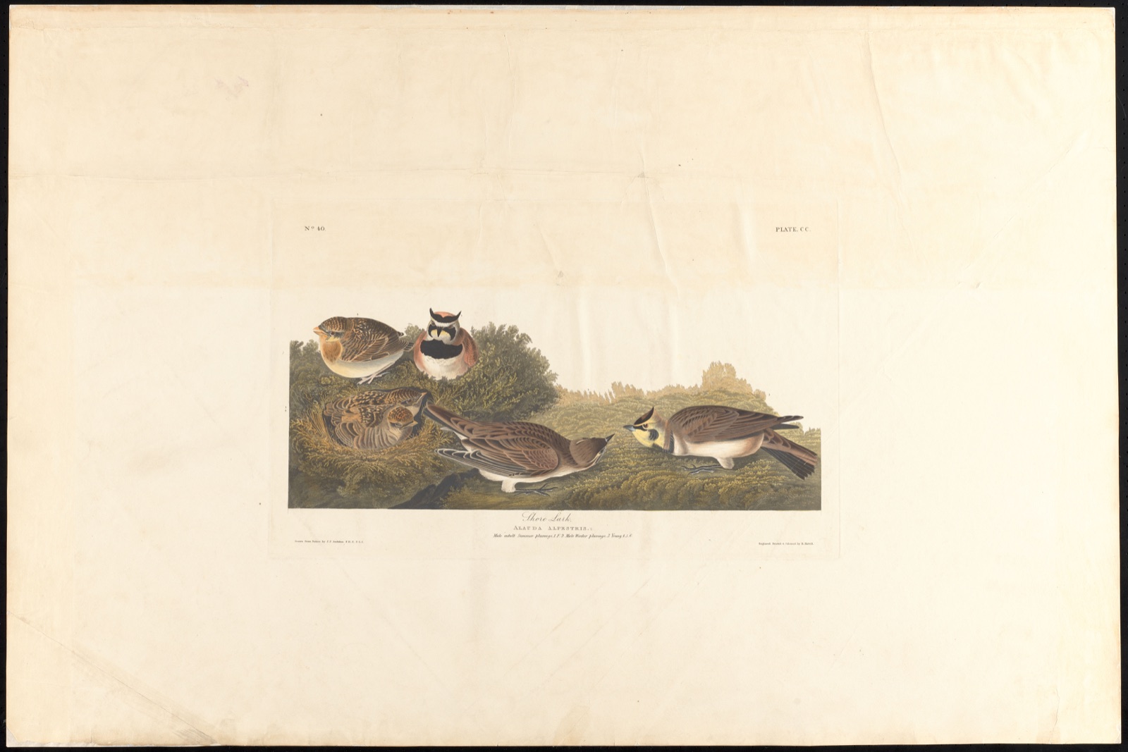 Shore lark — Audubon, John James, 1785-1851 (Artist); Havell, Robert, 1793-1878 (Engraver)