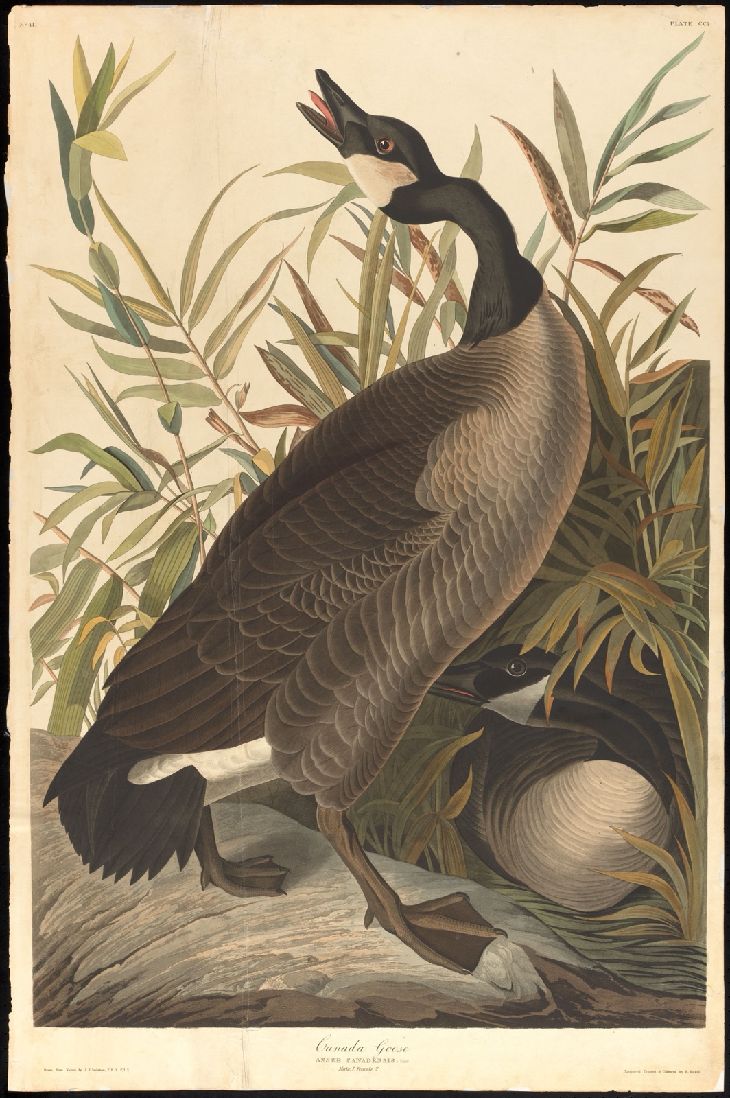 Canada goose — Audubon, John James, 1785-1851 (Artist); Havell, Robert, 1793-1878 (Engraver)