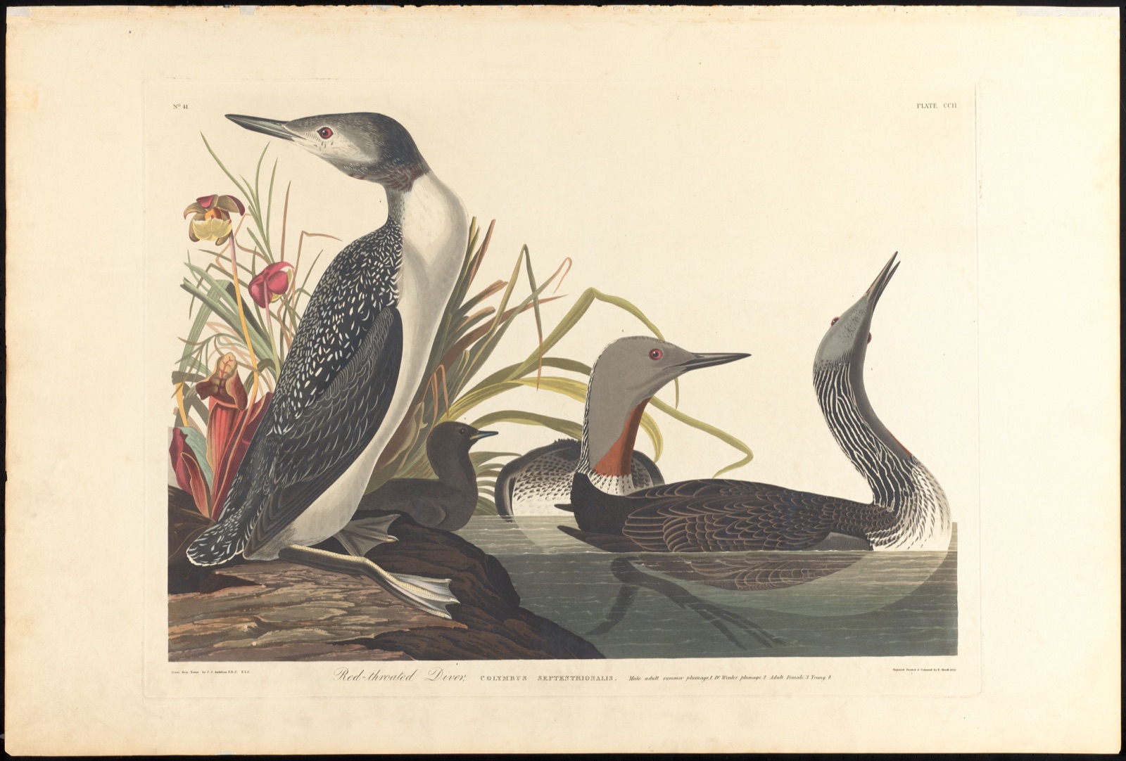 Red-throated diver — Audubon, John James, 1785-1851 (Artist); Havell, Robert, 1793-1878 (Engraver)