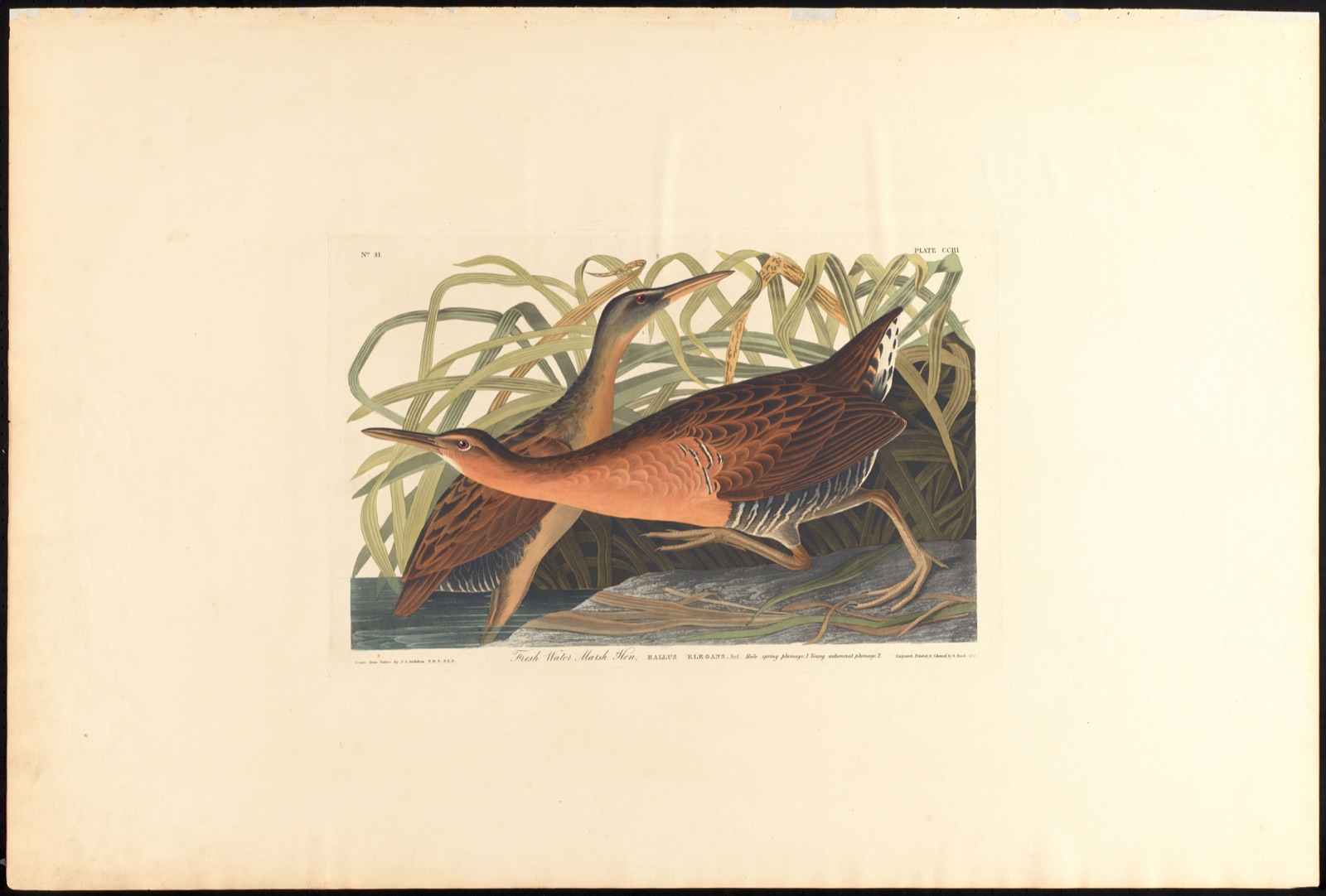 Fresh water marsh hen — Audubon, John James, 1785-1851 (Artist); Havell, Robert, 1793-1878 (Engraver)