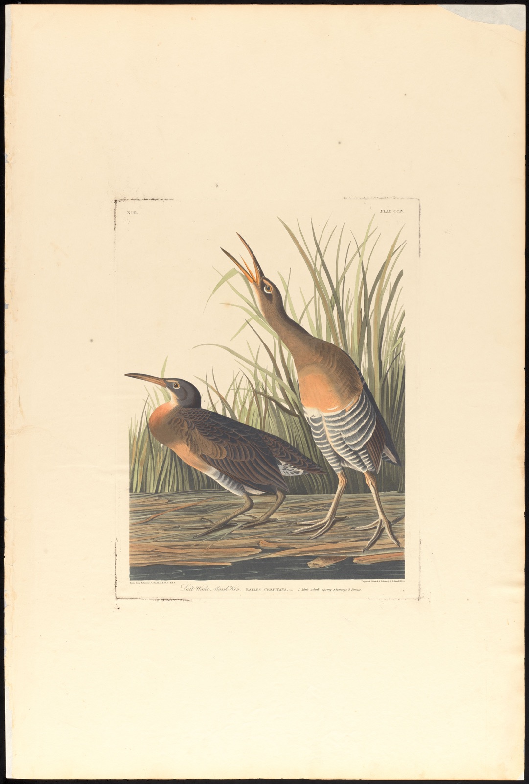 Salt water marsh hen — Audubon, John James, 1785-1851 (Artist); Havell, Robert, 1793-1878 (Engraver)