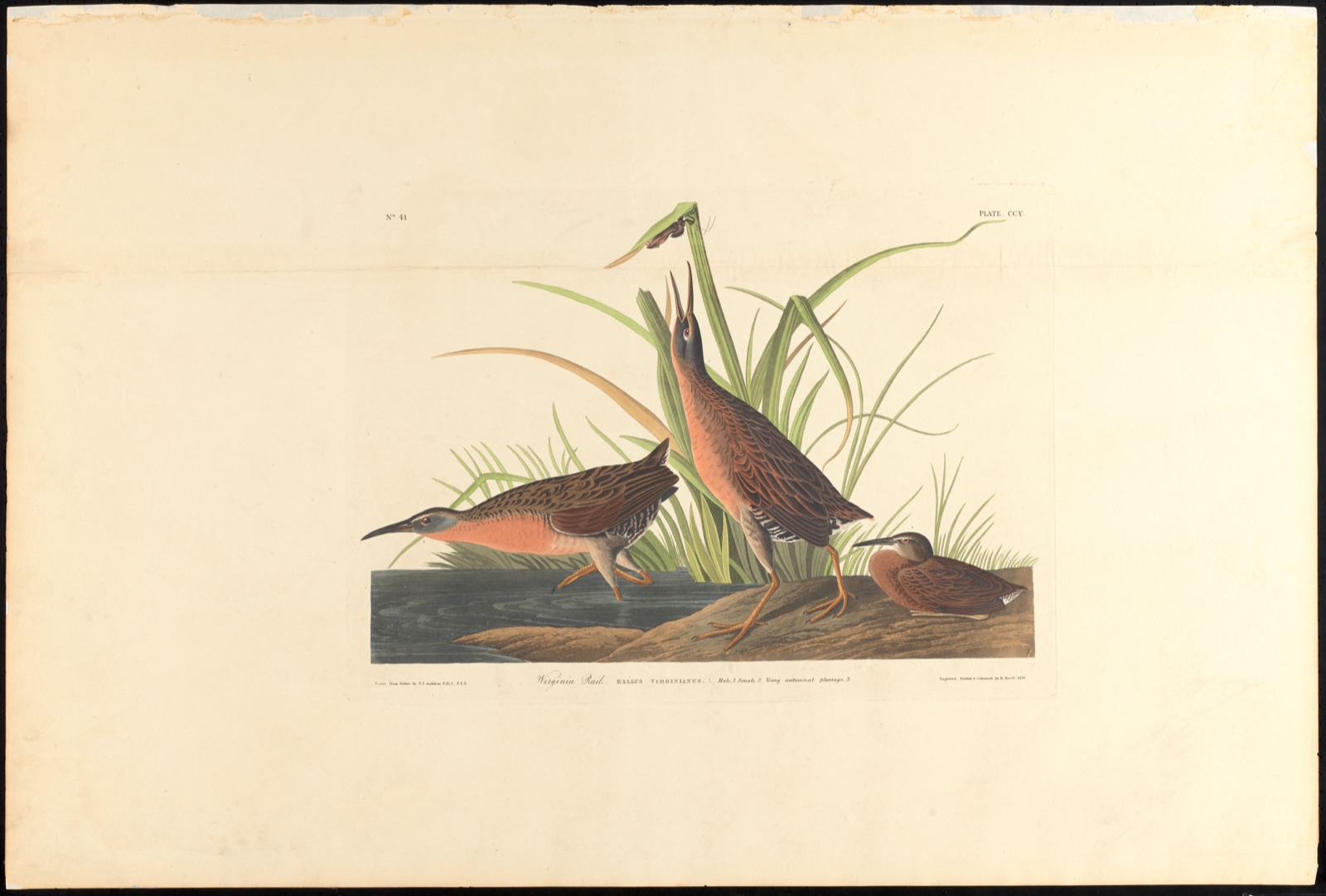 Virginia rail — Audubon, John James, 1785-1851 (Artist); Havell, Robert, 1793-1878 (Engraver)