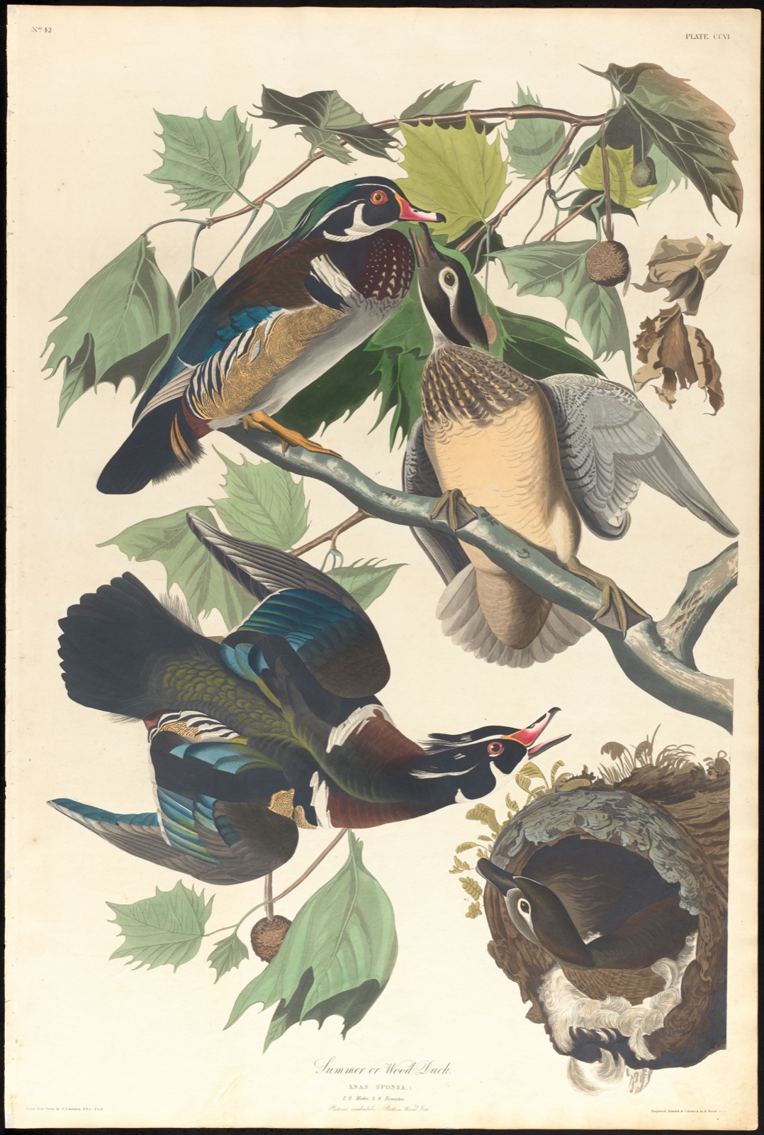 Summer or wood duck — Audubon, John James, 1785-1851 (Artist); Havell, Robert, 1793-1878 (Engraver)