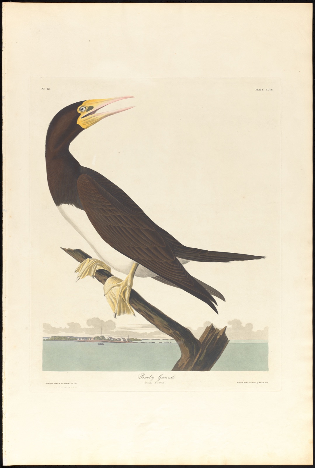 Booby gannet — Audubon, John James, 1785-1851 (Artist); Havell, Robert, 1793-1878 (Engraver)