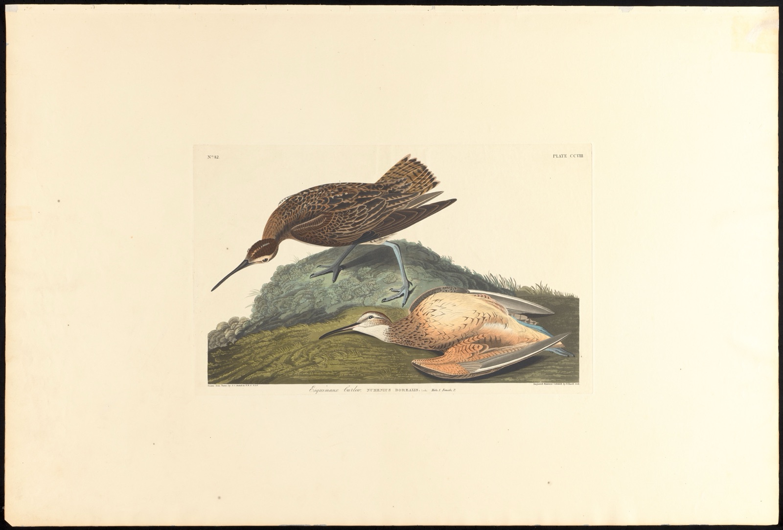 Esquimaux curlew — Audubon, John James, 1785-1851 (Artist); Havell, Robert, 1793-1878 (Engraver)