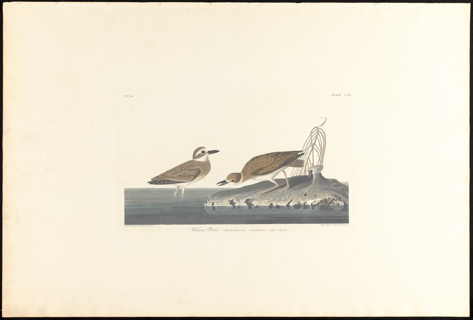 Wilson's plover — Audubon, John James, 1785-1851 (Artist); Havell, Robert, 1793-1878 (Engraver)