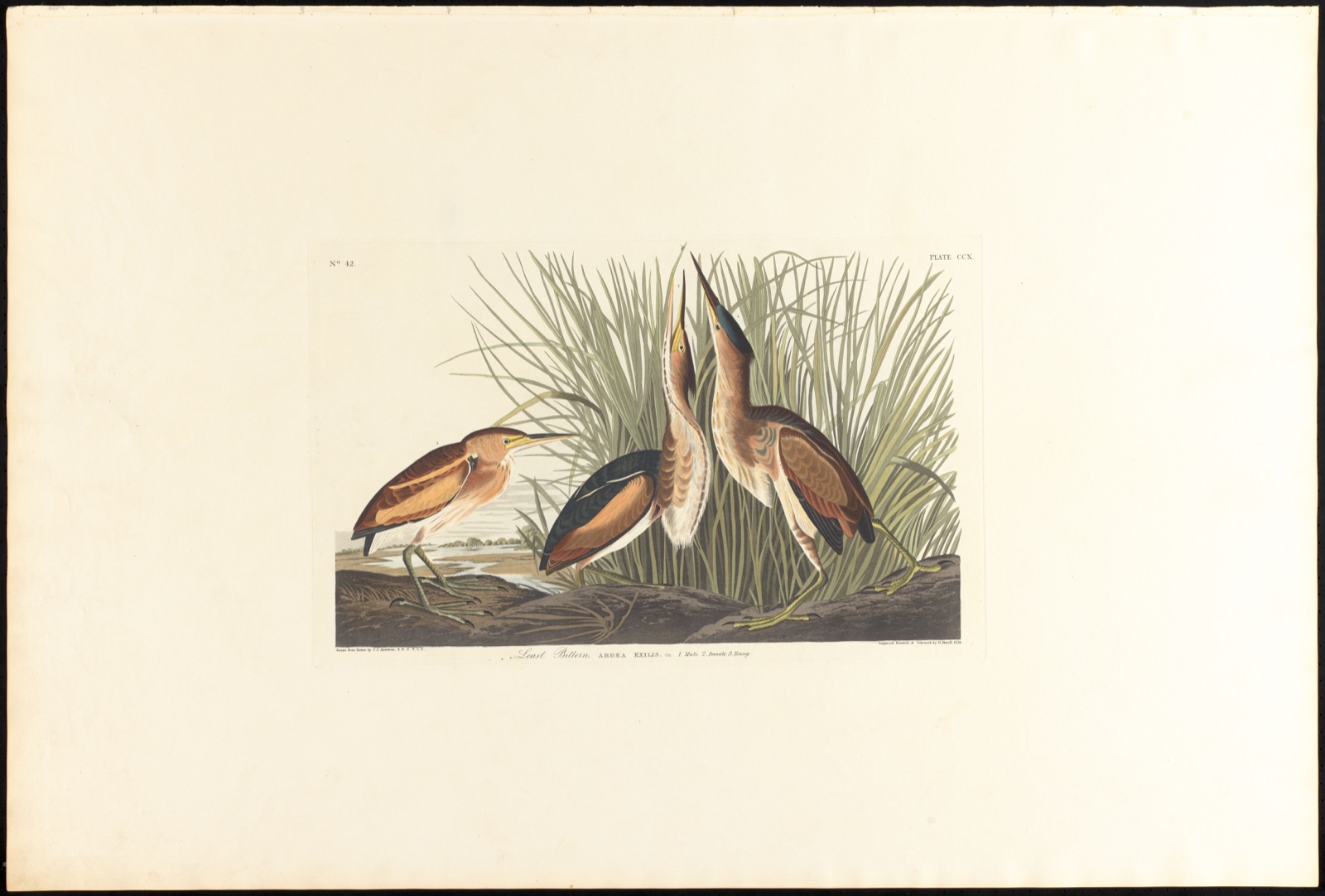 Least bittern — Audubon, John James, 1785-1851 (Artist); Havell, Robert, 1793-1878 (Engraver)