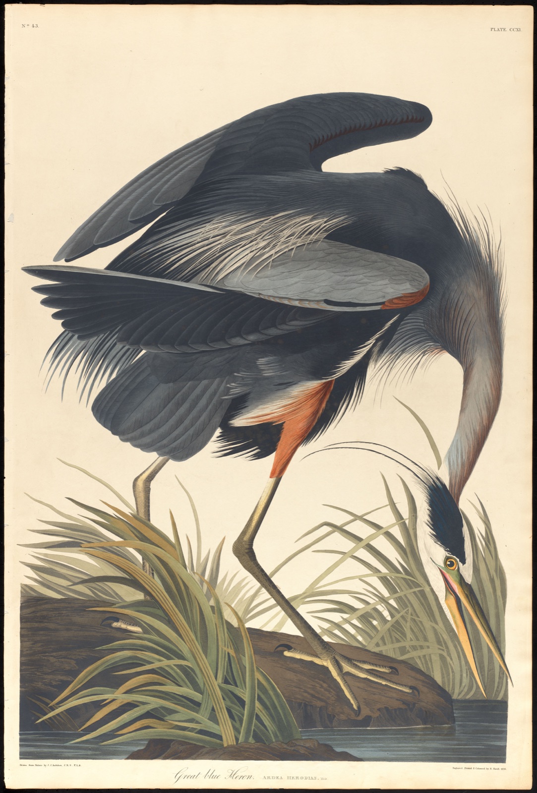 Great blue heron — Audubon, John James, 1785-1851 (Artist); Havell, Robert, 1793-1878 (Engraver)