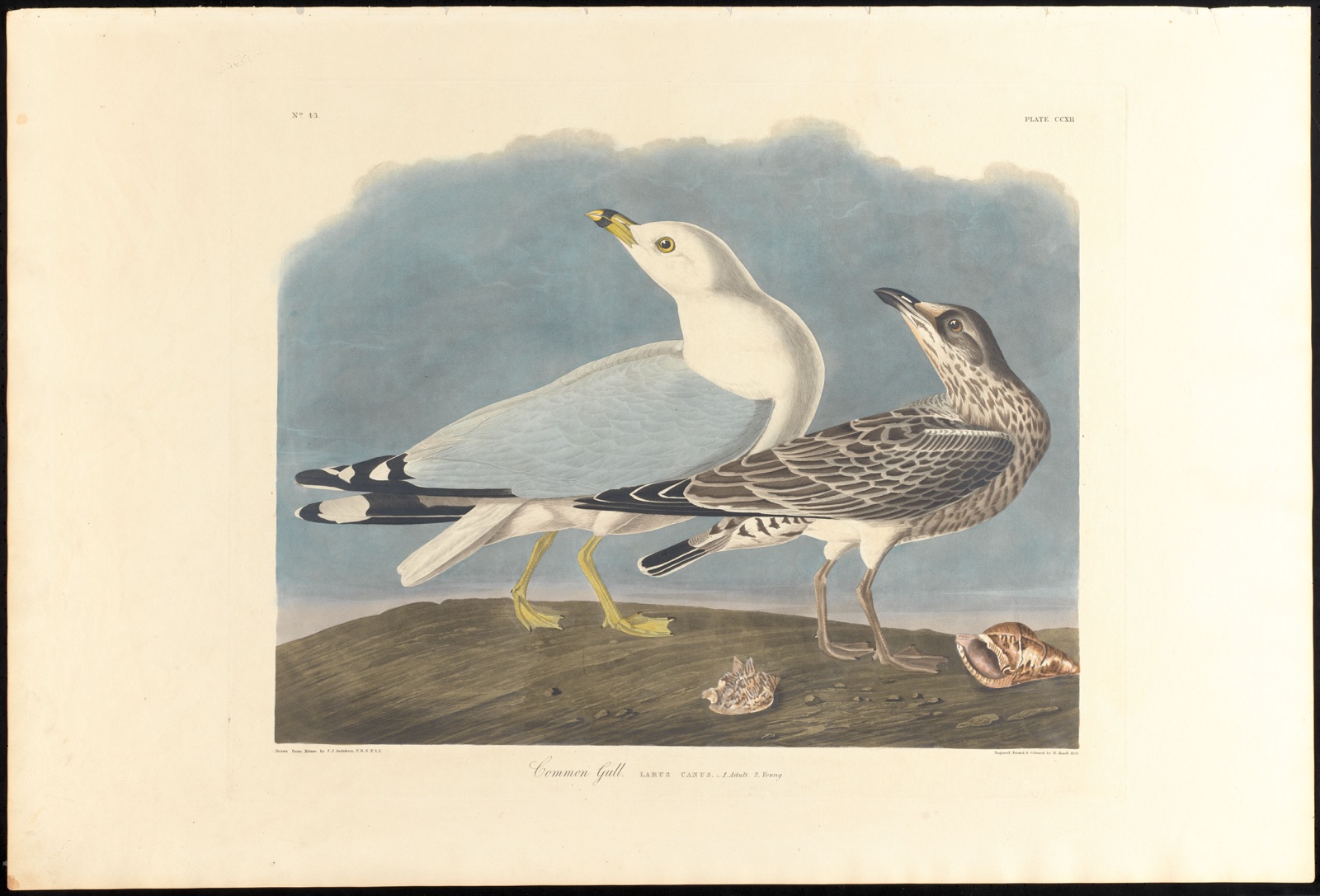 Common gull — Audubon, John James, 1785-1851 (Artist); Havell, Robert, 1793-1878 (Engraver)