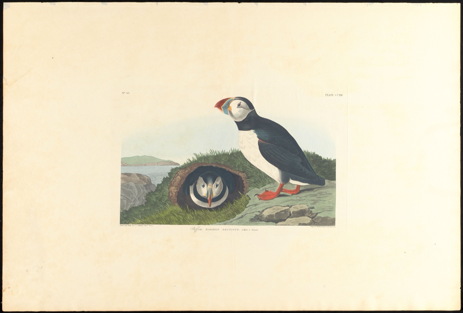 Puffin — Audubon, John James, 1785-1851 (Artist); Havell, Robert, 1793-1878 (Engraver)