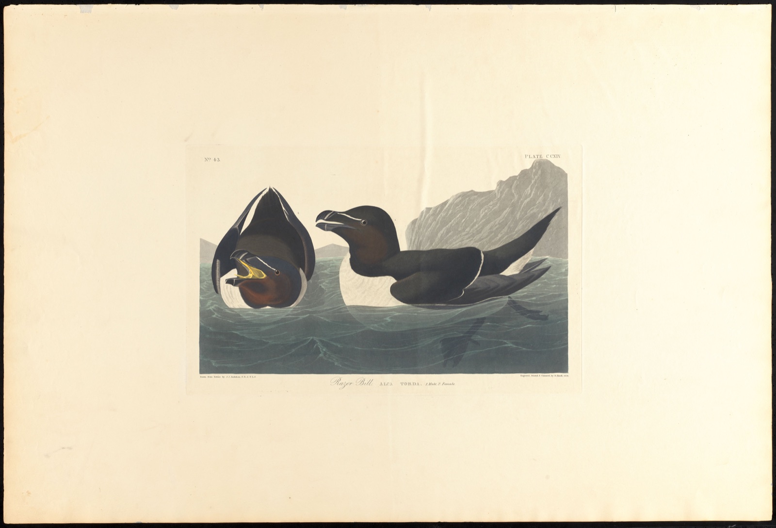Razor bill — Audubon, John James, 1785-1851 (Artist); Havell, Robert, 1793-1878 (Engraver)