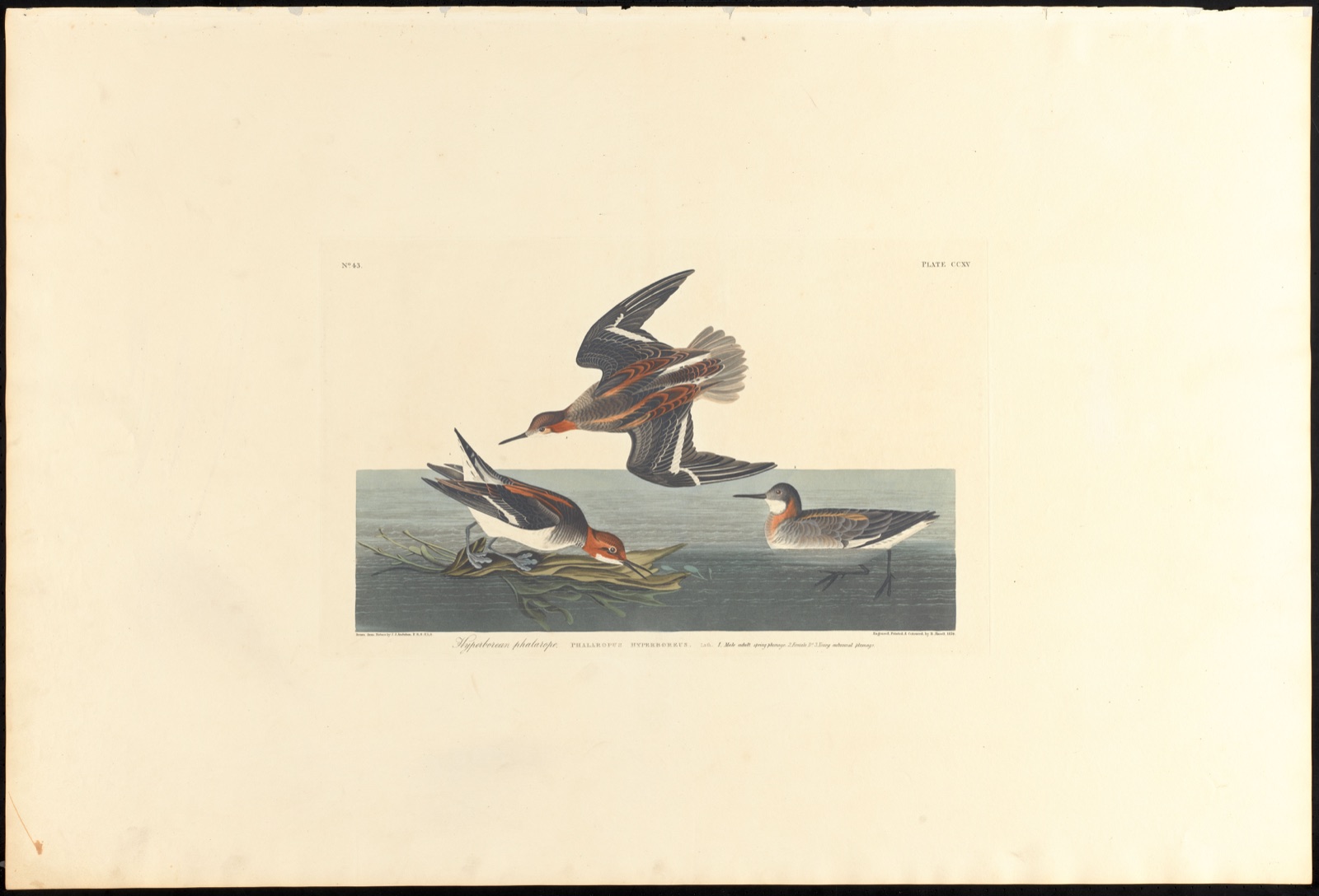 Hyperborean phalarope — Audubon, John James, 1785-1851 (Artist); Havell, Robert, 1793-1878 (Engraver)