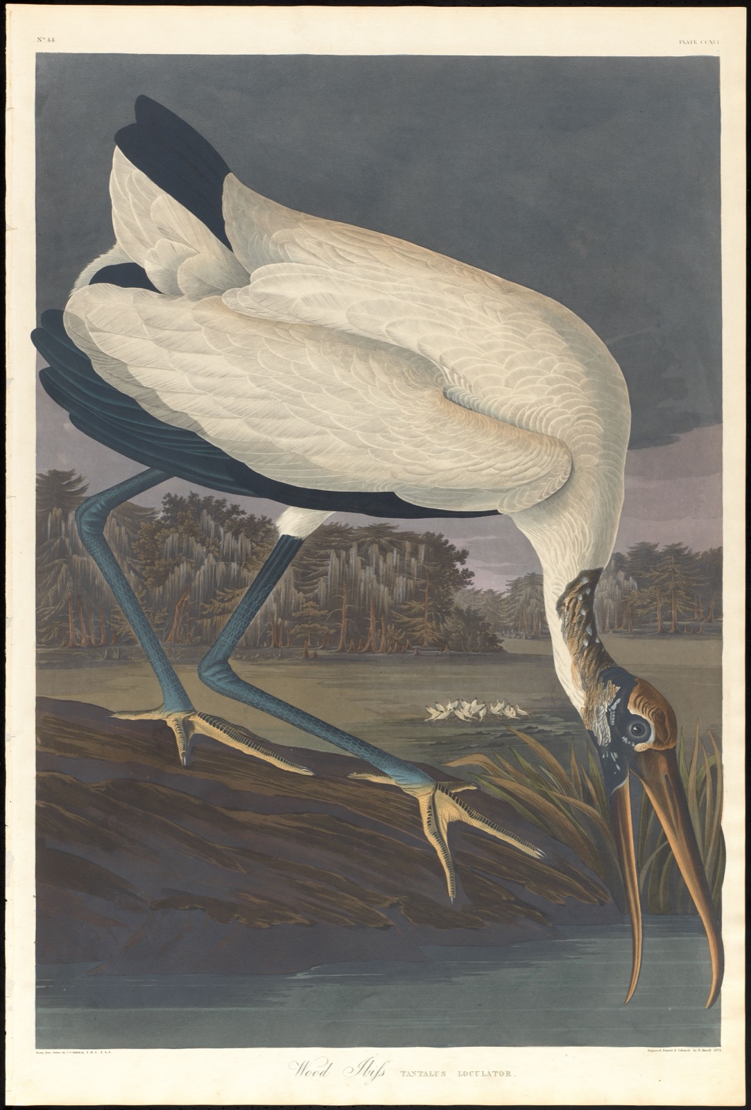 Wood ibis — Audubon, John James, 1785-1851 (Artist); Havell, Robert, 1793-1878 (Engraver)