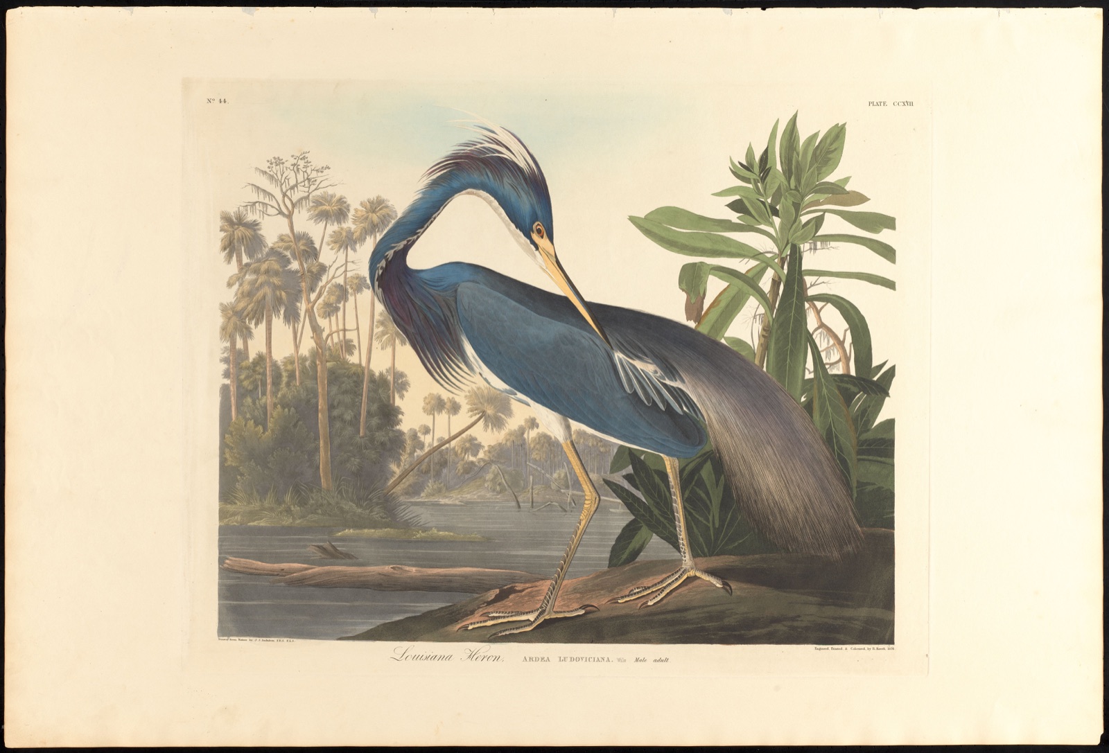 Louisiana heron — Audubon, John James, 1785-1851 (Artist); Havell, Robert, 1793-1878 (Engraver)