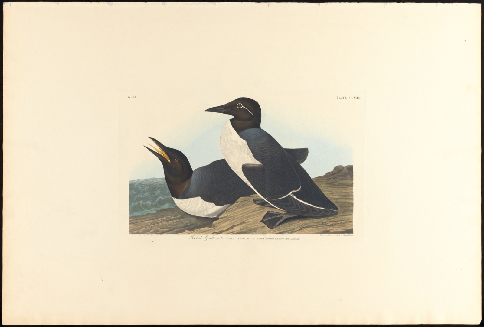 Foolish guillemot — Audubon, John James, 1785-1851 (Artist); Havell, Robert, 1793-1878 (Engraver)