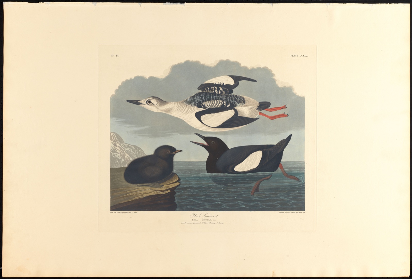 Black guillemot — Audubon, John James, 1785-1851 (Artist); Havell, Robert, 1793-1878 (Engraver)