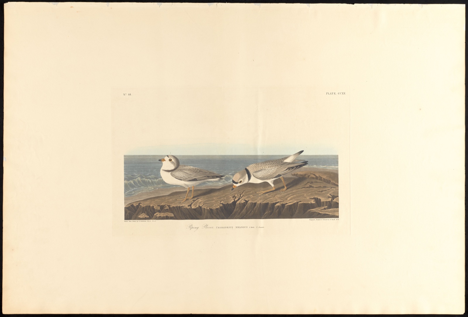 Piping plover — Audubon, John James, 1785-1851 (Artist); Havell, Robert, 1793-1878 (Engraver)