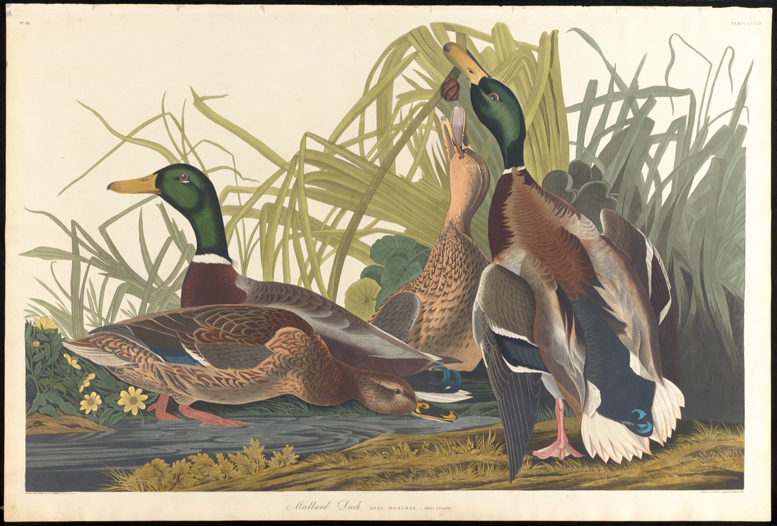 Mallard duck — Audubon, John James, 1785-1851 (Artist); Havell, Robert, 1793-1878 (Engraver)
