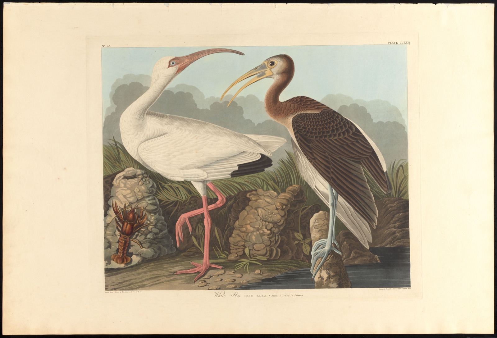 White ibis — Audubon, John James, 1785-1851 (Artist); Havell, Robert, 1793-1878 (Engraver)