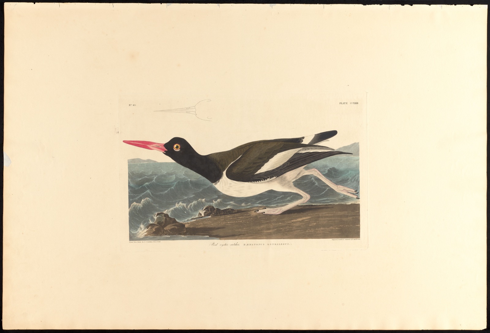 Pied oyster-catcher — Audubon, John James, 1785-1851 (Artist); Havell, Robert, 1793-1878 (Engraver)