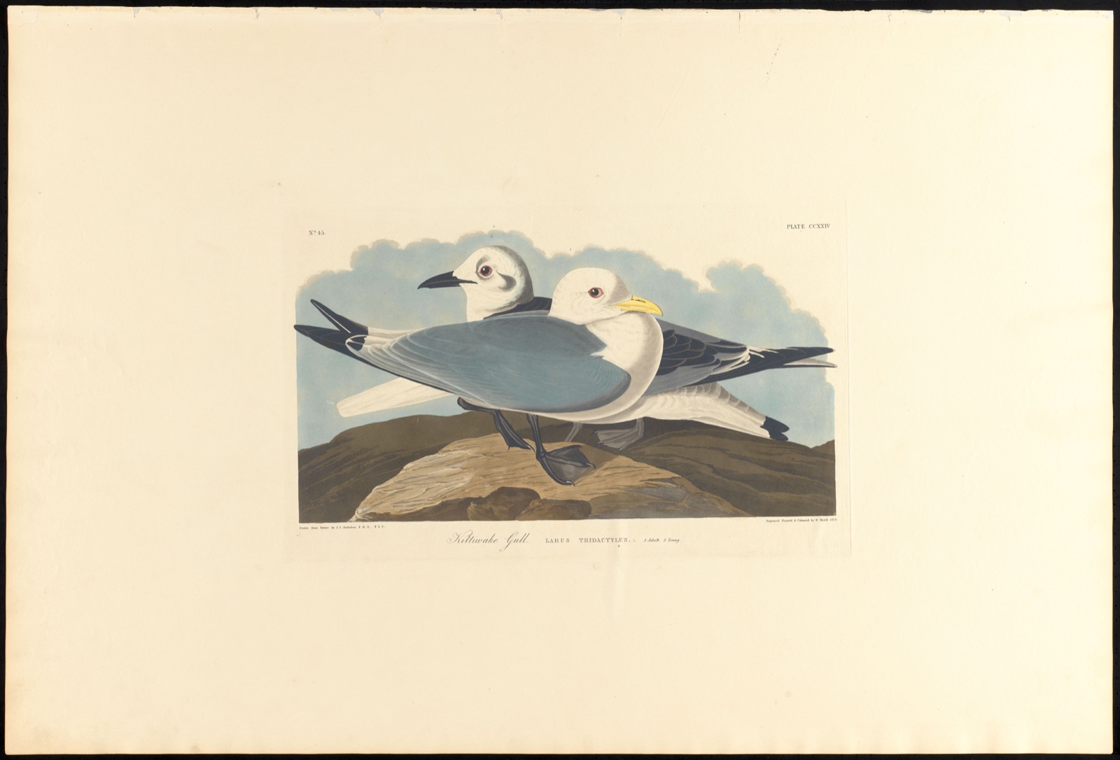 Kittiwake gull — Audubon, John James, 1785-1851 (Artist); Havell, Robert, 1793-1878 (Engraver)