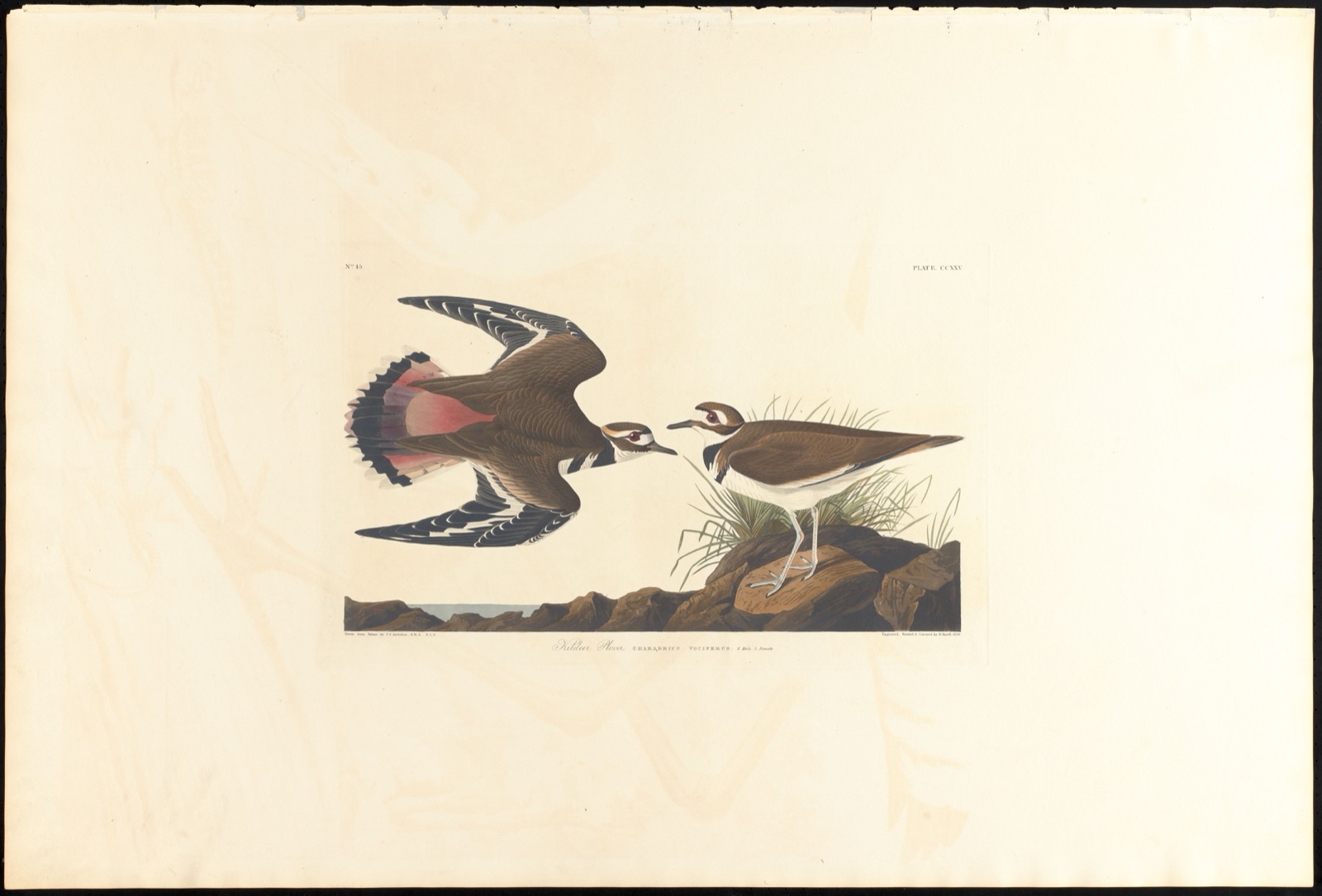 Killdeer plover — Audubon, John James, 1785-1851 (Artist); Havell, Robert, 1793-1878 (Engraver)