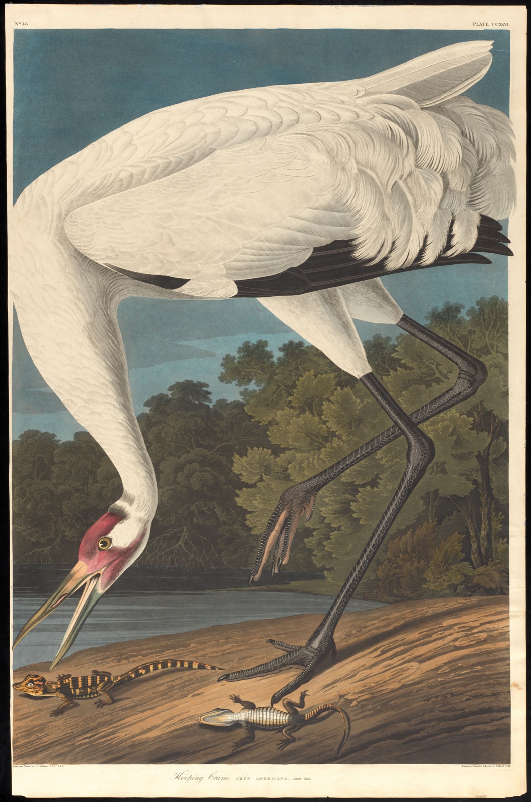 Hooping crane — Audubon, John James, 1785-1851 (Artist); Havell, Robert, 1793-1878 (Engraver)