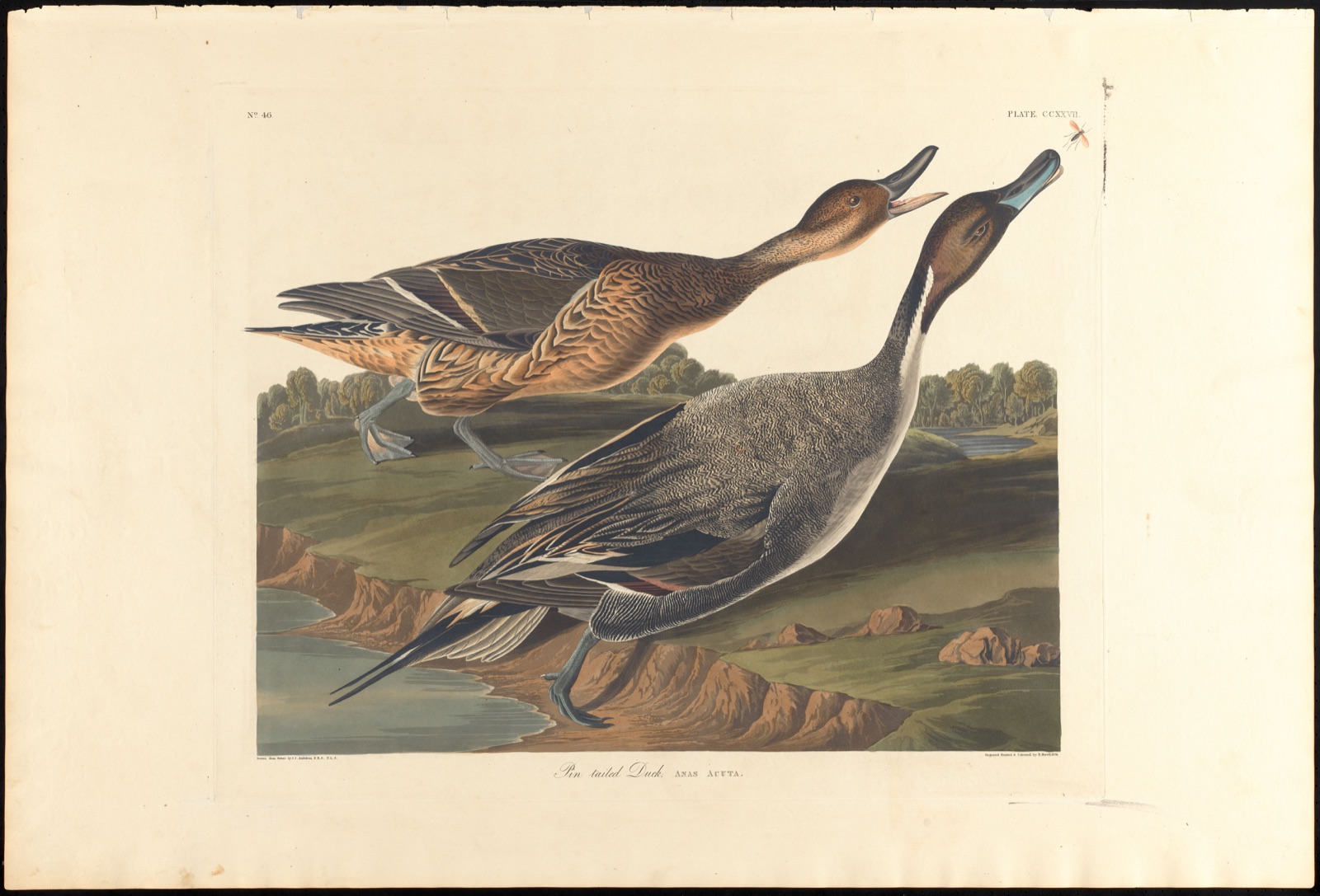 Pin tailed duck — Audubon, John James, 1785-1851 (Artist); Havell, Robert, 1793-1878 (Engraver)